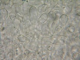 Pluteus exiguus image
