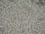 Pluteus exiguus image
