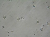 Pluteus exiguus image