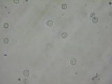 Pluteus exiguus image
