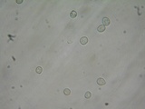 Pluteus exiguus image