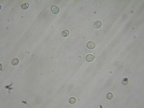 Pluteus exiguus image