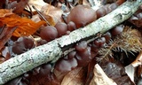 Exidia recisa image