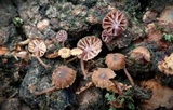 Mycena corticola image