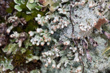 Pycnothelia papillaria image