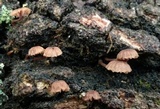 Mycena corticola image