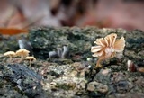 Mycena corticola image
