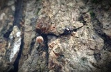 Mycena corticola image