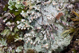 Pycnothelia papillaria image