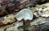 Hohenbuehelia mastrucata image