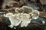 Trametes villosa image