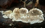 Trametes villosa image
