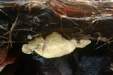 Trametes villosa image