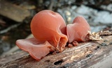 Auricularia fuscosuccinea image