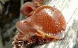 Auricularia fuscosuccinea image
