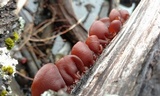 Auricularia fuscosuccinea image