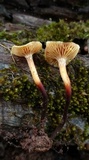 Xeromphalina cauticinalis image