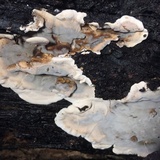 Bjerkandera adusta image