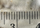 Bjerkandera adusta image