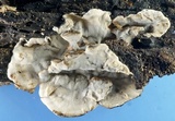 Bjerkandera adusta image