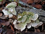Trametes villosa image