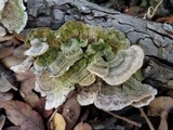Trametes villosa image