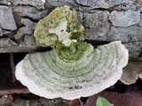 Trametes villosa image