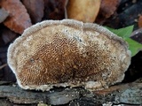 Trametes villosa image
