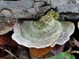 Trametes villosa image
