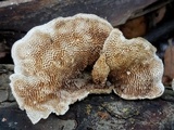 Trametes villosa image