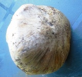 Tricholoma sulphurescens image