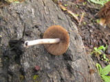 Psathyrella pennata image