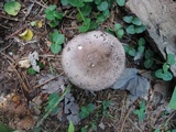 Russula cyanoxantha image