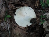 Russula cyanoxantha image