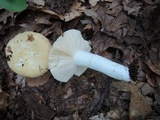 Russula ochroleucoides image