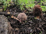 Psathyrella pennata image