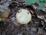 Russula ochroleucoides image