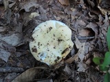 Russula ochroleucoides image