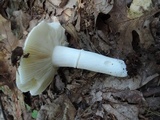 Russula ochroleucoides image