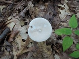 Melanoleuca strictipes image