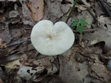 Melanoleuca strictipes image