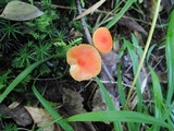 Hygrocybe miniata image