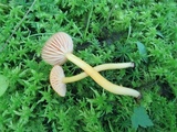 Hygrocybe miniata image