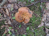 Russula foetentula image