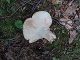 Russula foetentula image