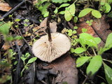 Myxomphalia maura image