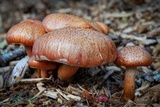 Gymnopilus luteofolius image