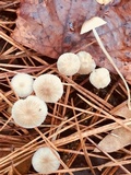 Mycena vulgaris image