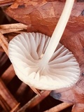 Mycena vulgaris image