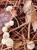 Mycena vulgaris image